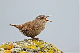 Pacific Wren